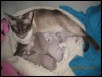 Aurora and kitts at 2 weeks
