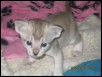 Choc Tabby Female kitt - 3 weeks