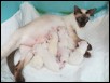 Proud mum - one day old kitts