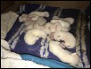 Day 1/2 for both litters