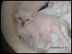Female kitt 4 weeks