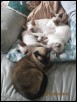 Siamese group relaxing April 2013