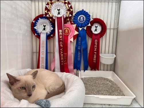 Alina 7 months at her first show