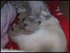 Dawnita & kitts Day 2 & Tseens newborns