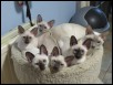 Lucy & kittens 13 wks
