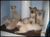 2010 Luna's 6 kittens at 10 weeks old