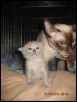 Day 14 Maia & male kitt