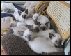 Mist & Mei-Xings kittens 9 & 10 weeks