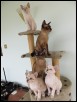 Rhea, Helene & 3 of the male kitts - 9 weeks