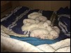 Days 2/3 for both litters