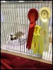Kernow Show first time out as a kitten