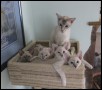 Cassie & Magic kittens (4) born 4 February 2014