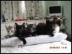 Luna & four of her family of 7 xb kitts  2011