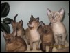 Carinas kittens 2012