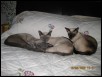 2009 DIP, VENUS & LUNA  Sleep time